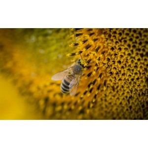 🐝 Vente RUCHE COMPLÈTE + ABEILLES - 249 € | Jura Ain Saône