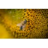🐝 Vente RUCHE COMPLÈTE + ABEILLES - 249 € | Jura Ain Saône