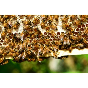 🐝 Vente RUCHE COMPLÈTE + ABEILLES - 249 € | Jura Ain Saône