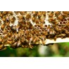 🐝 Vente RUCHE COMPLÈTE + ABEILLES - 249 € | Jura Ain Saône