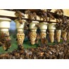 👑 Vente REINE FÉCONDÉE Buckfast F1 - 29,90 € | Livraison 24H