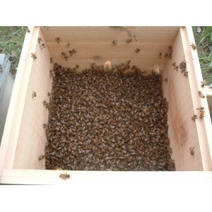 Vente Essaim nu (1.5kg) + Reine - 139 € | Jura Ain Saône