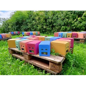 Reine Buckfast F1 fécondée - Déclassée / Réformée | 20 €