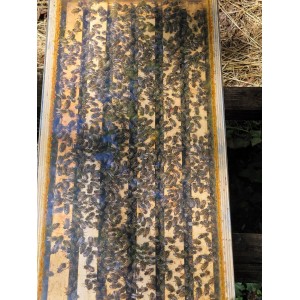 🐝 Essaim d'Abeilles Dadant -  dès 139 € | Jura Ain Saône