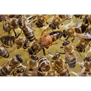 Reine Buckfast F1 fécondée - Déclassée / Réformée | 20 €