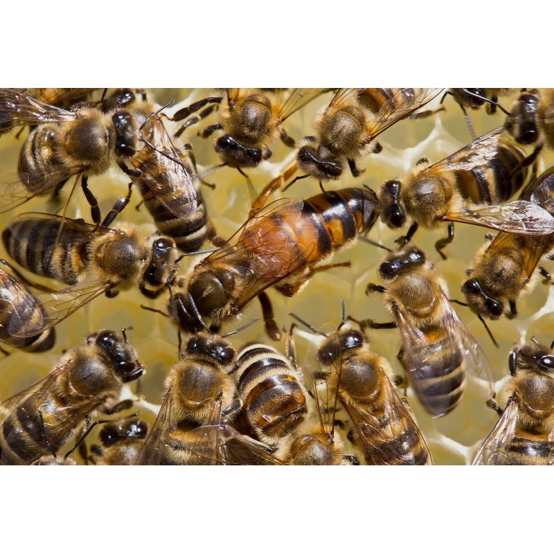 Reine Buckfast F1 fécondée - Déclassée / Réformée | 20 €