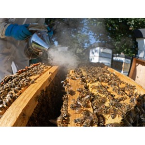 🐝  Ruche Peuplée (avec abeilles) - dès 259 € | Jura Ain Saône