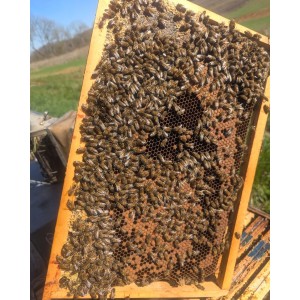🐝  Ruche Peuplée (avec abeilles) - dès 259 € | Jura Ain Saône