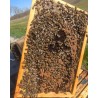🐝 Essaim d'Abeilles Dadant -  dès 139 € | Jura Ain Saône