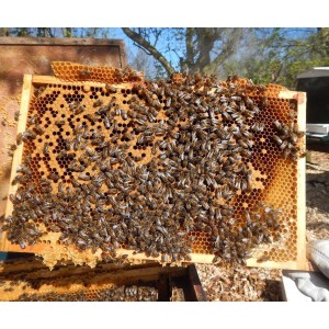 🐝 Essaim WARRÉ Buckfast - dès 139 € | Jura Ain Saône