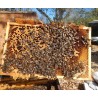 🐝 Essaim WARRÉ Buckfast - dès 139 € | Jura Ain Saône