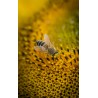 🐝 Vente Essaim WARRÉ 149 € | Jura Ain Saône