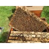 🐝 Vente RUCHE COMPLÈTE + ABEILLES - 249 € | Jura Ain Saône